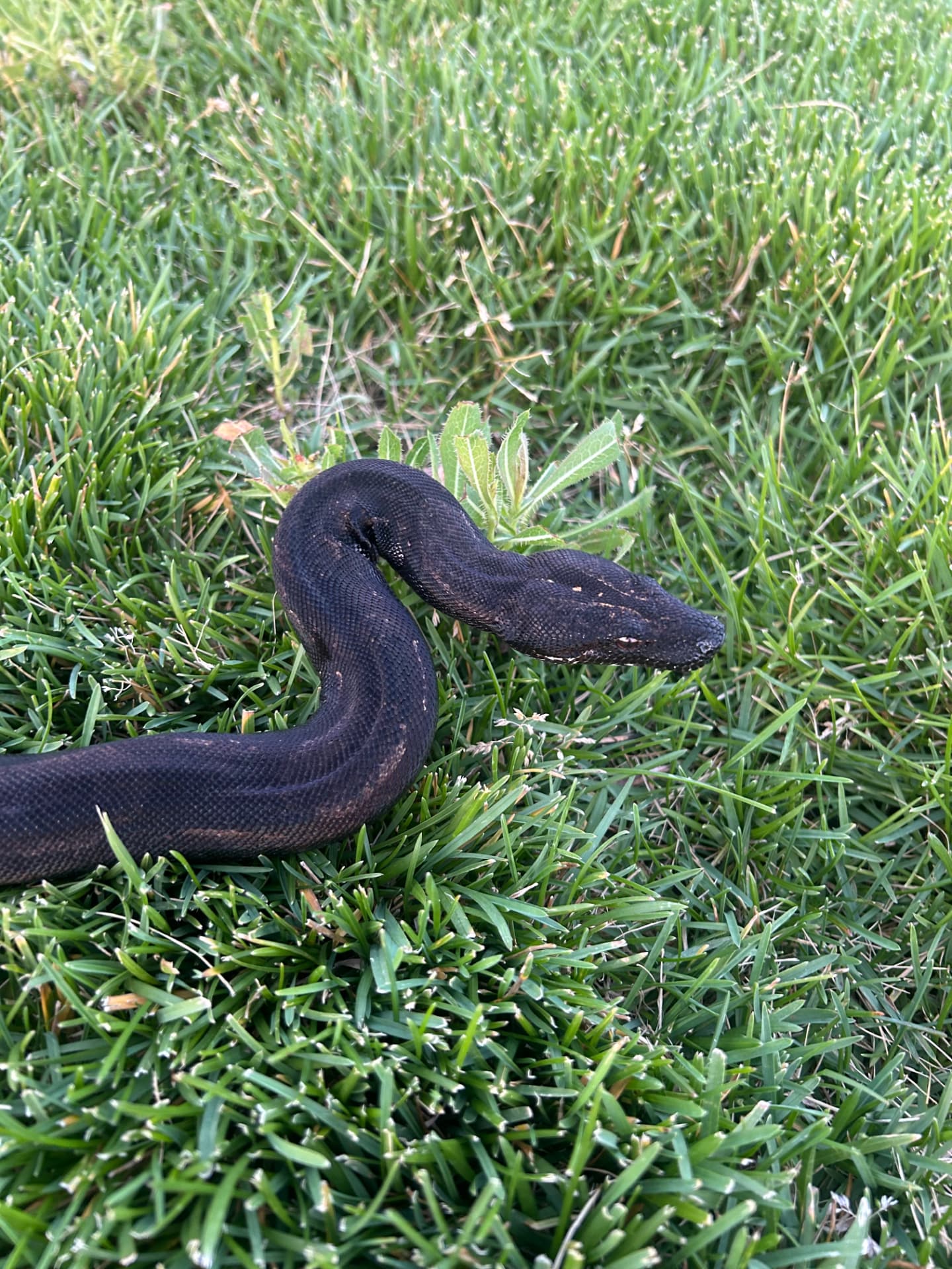 Dwarf Boa