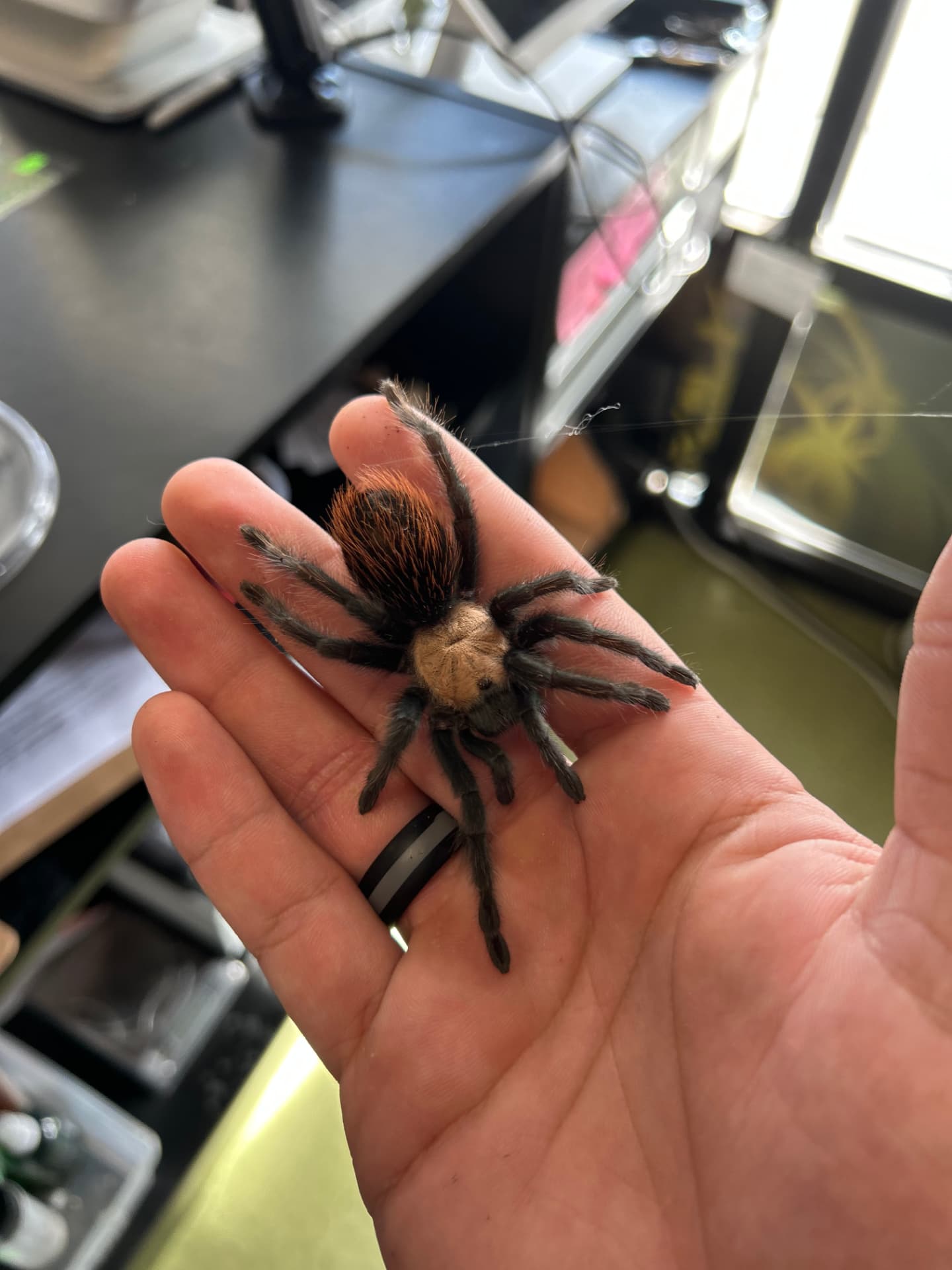 Tarantula
