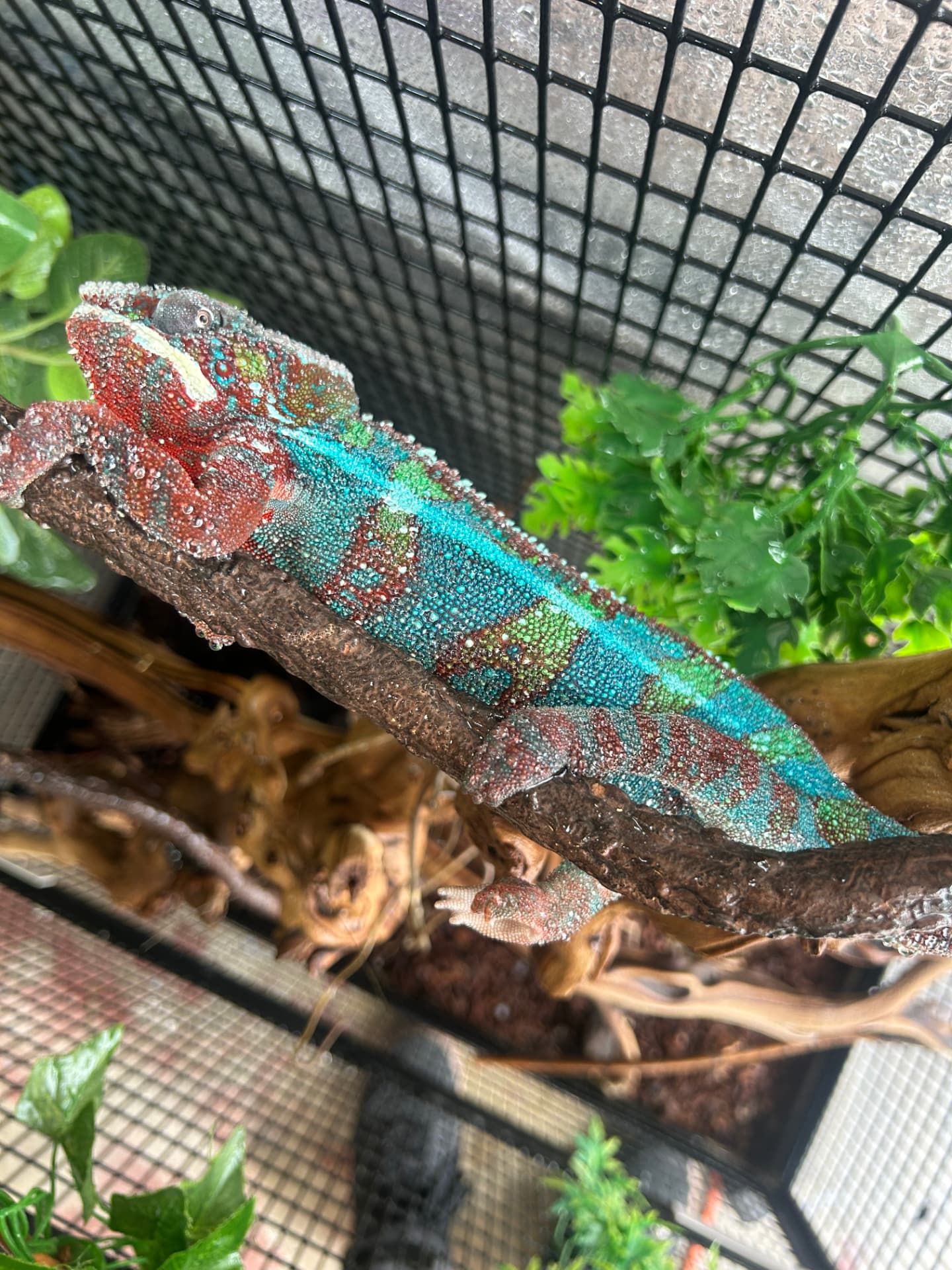 Panther Chameleon